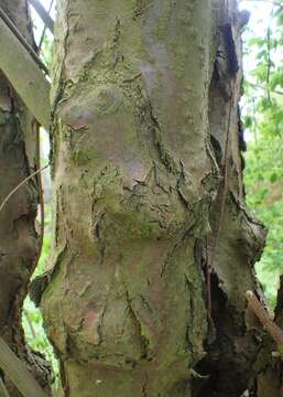 Image of Alpine Laburnum