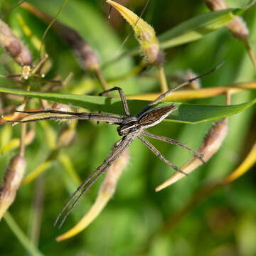 Image of Nursery-web spider