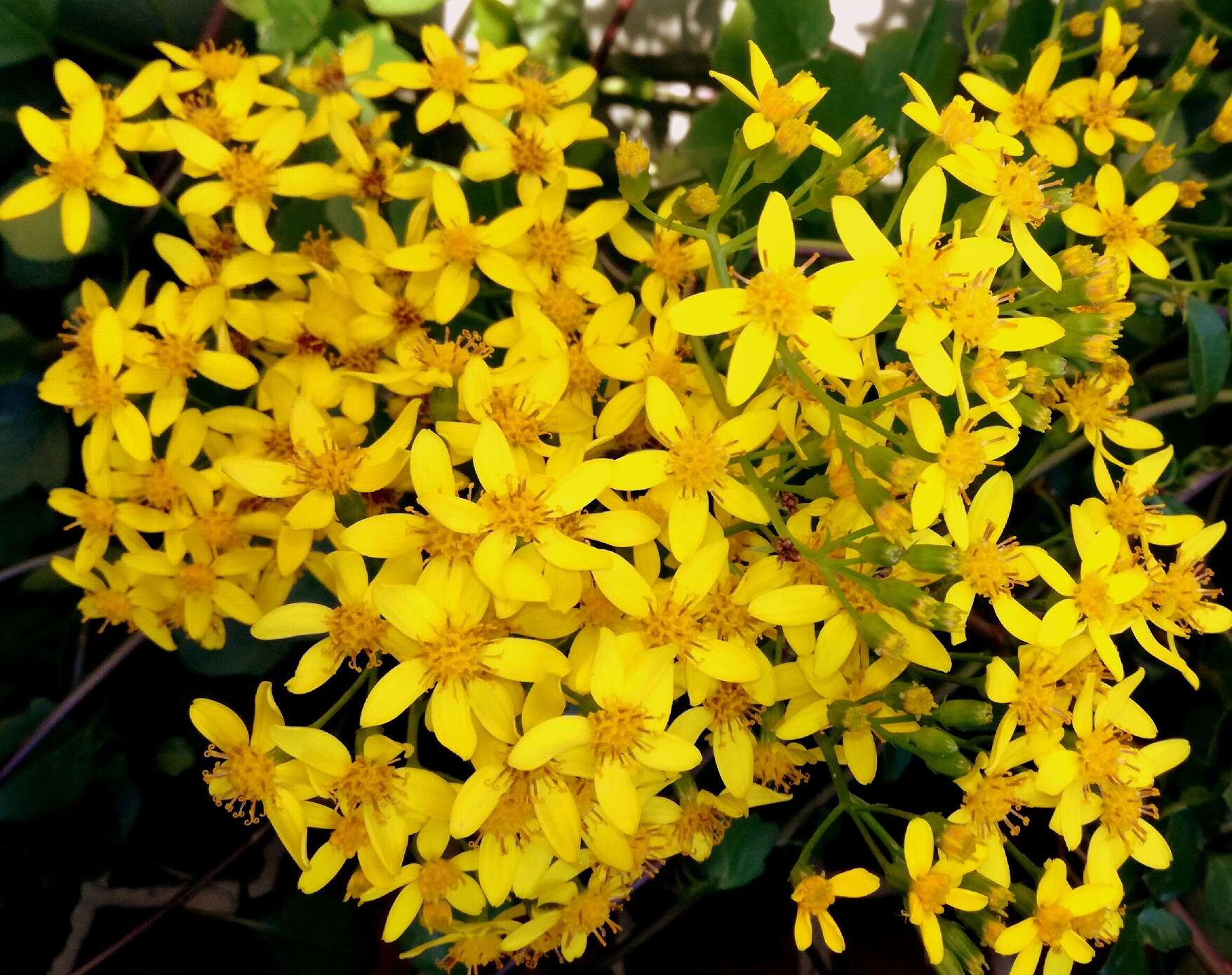 Image of creeping groundsel