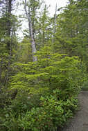 Image of western hemlock