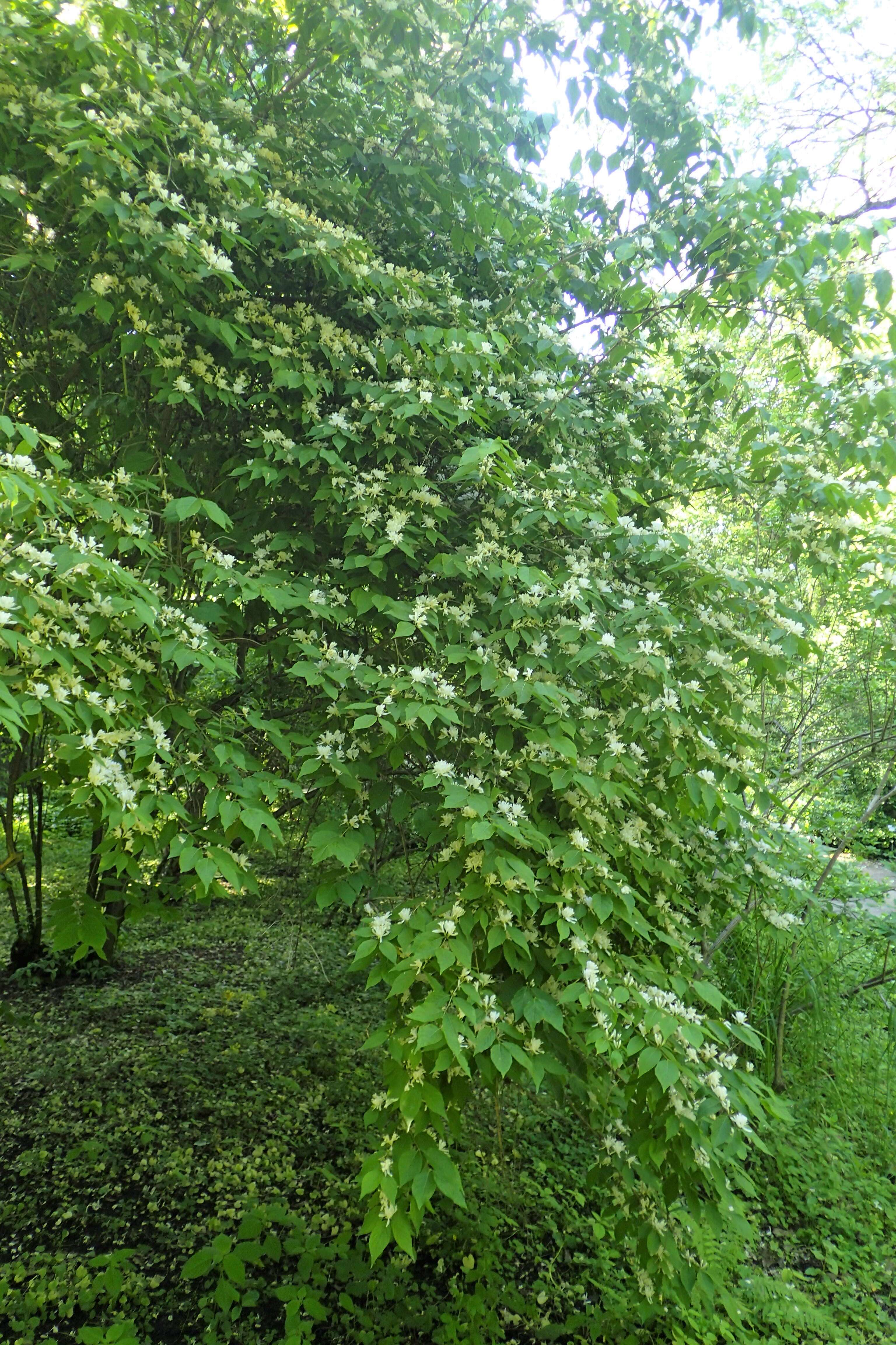 Image of Amur honeysuckle