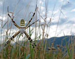 Image of Barbary Spider