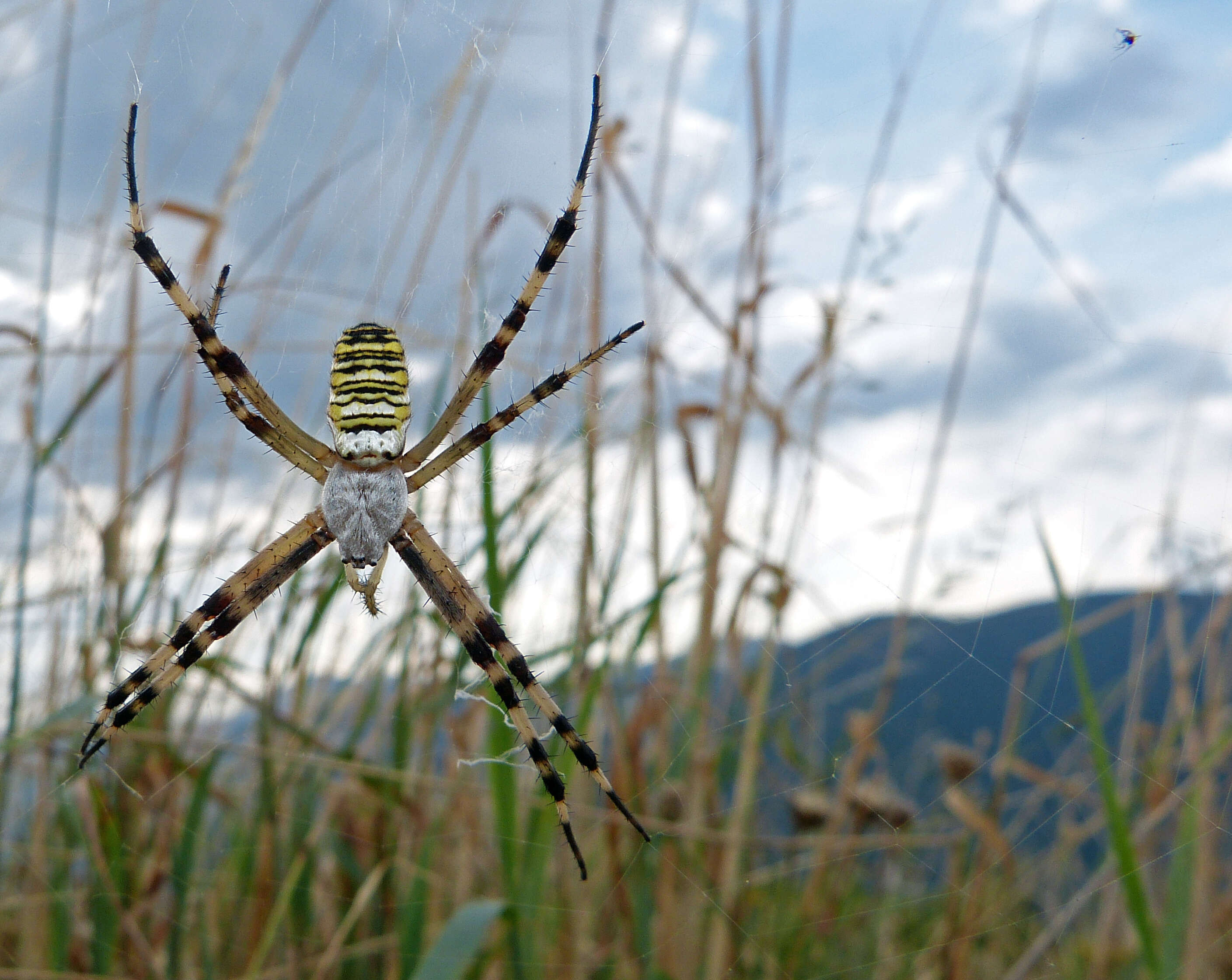 Image of Barbary Spider