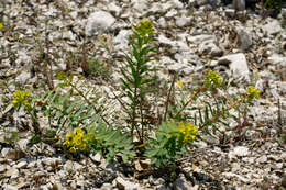 Image of Euphorbia nicaeensis All.