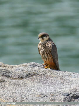 Image of Eurasian Hobby