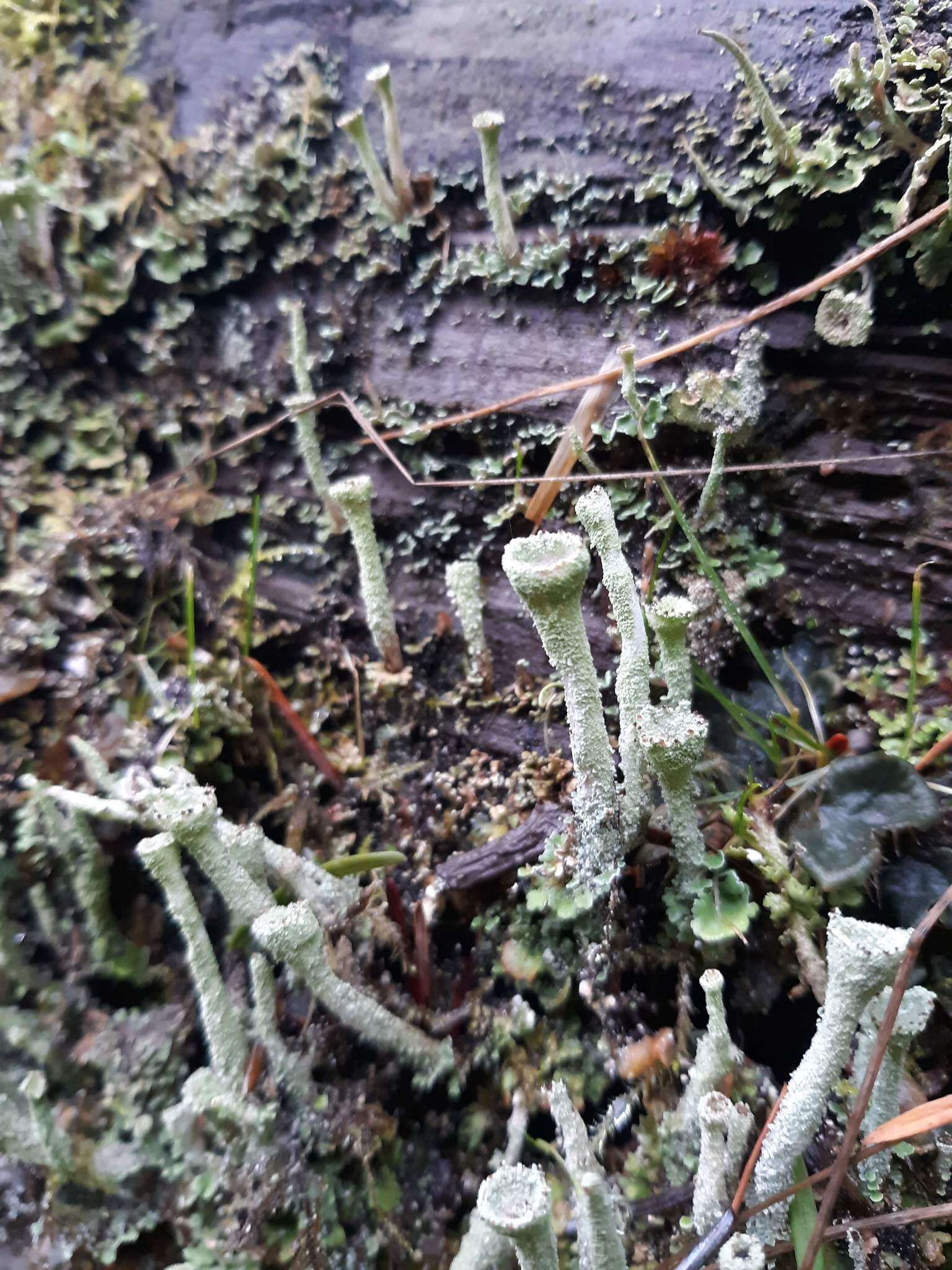 Image of cup lichen