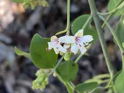 Image of Prostanthera cruciflora J. H. Willis