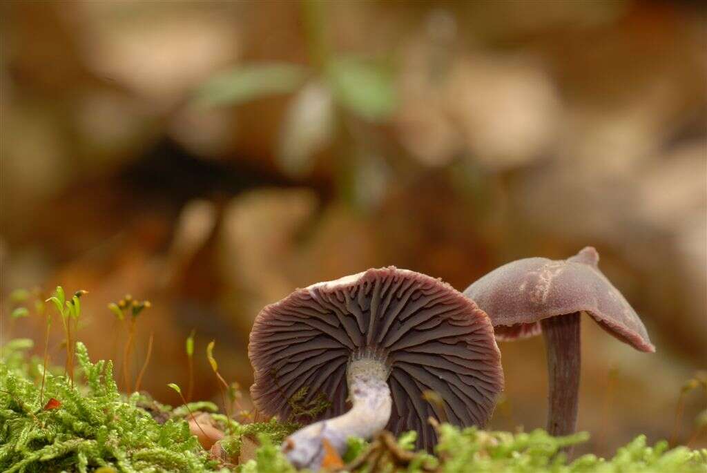 Image of Laccaria amethystina Cooke 1884