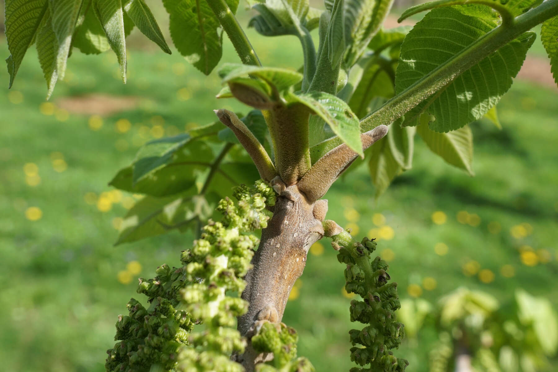 Image of Juglans ailantifolia