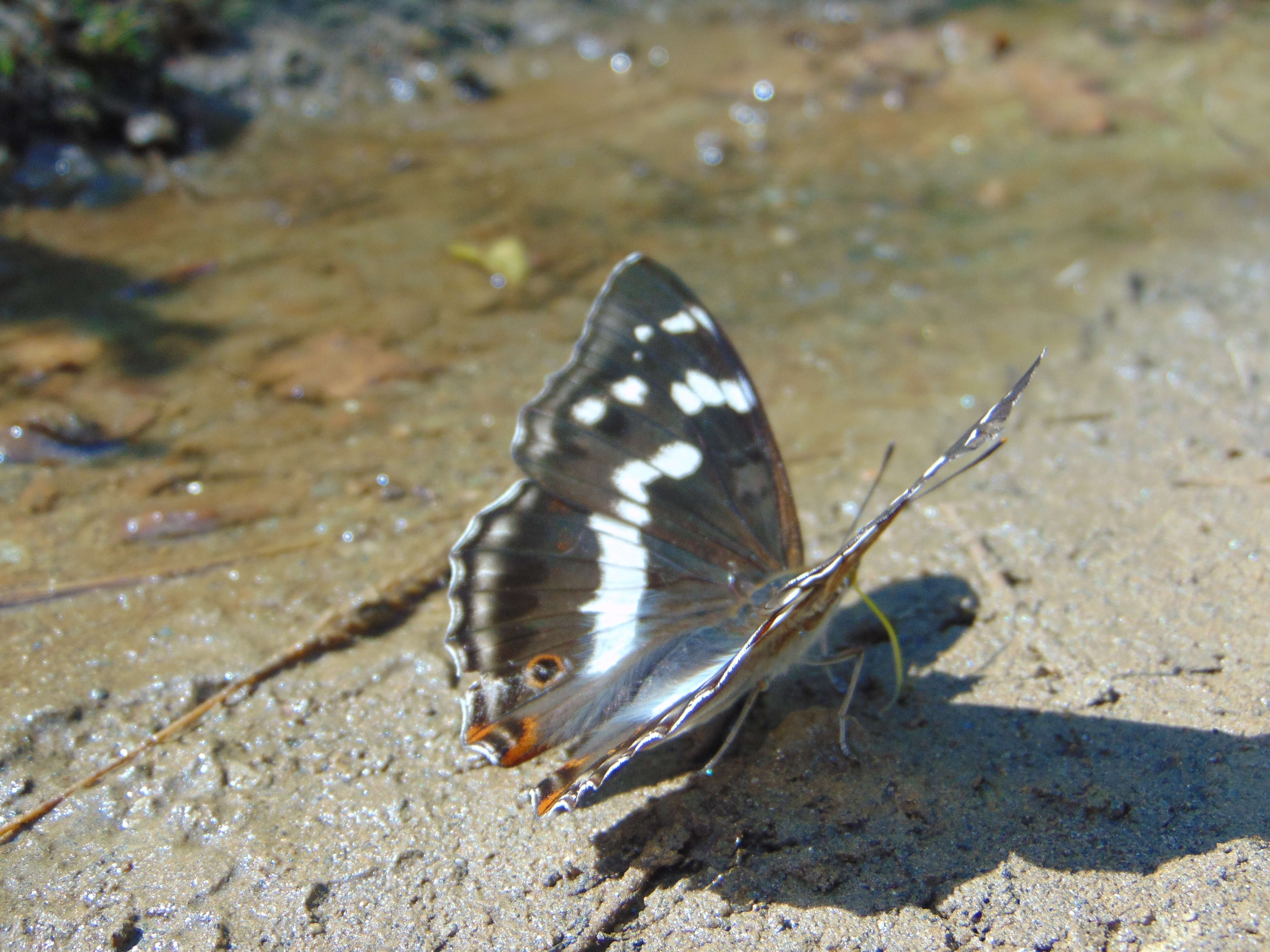 Image of purple emperor