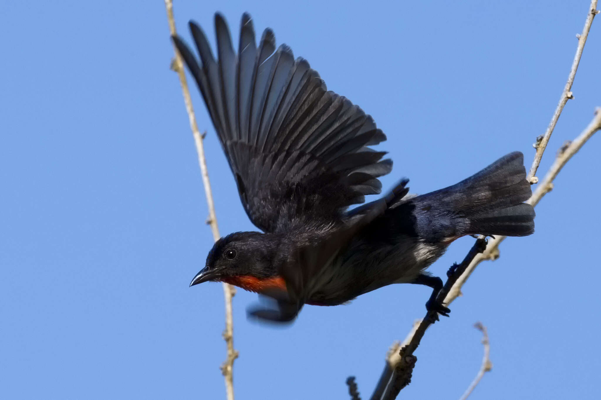 Image of Mistletoebird