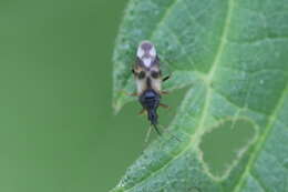 Image of Common flowerbug