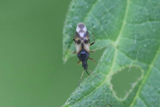 Image of Common flowerbug