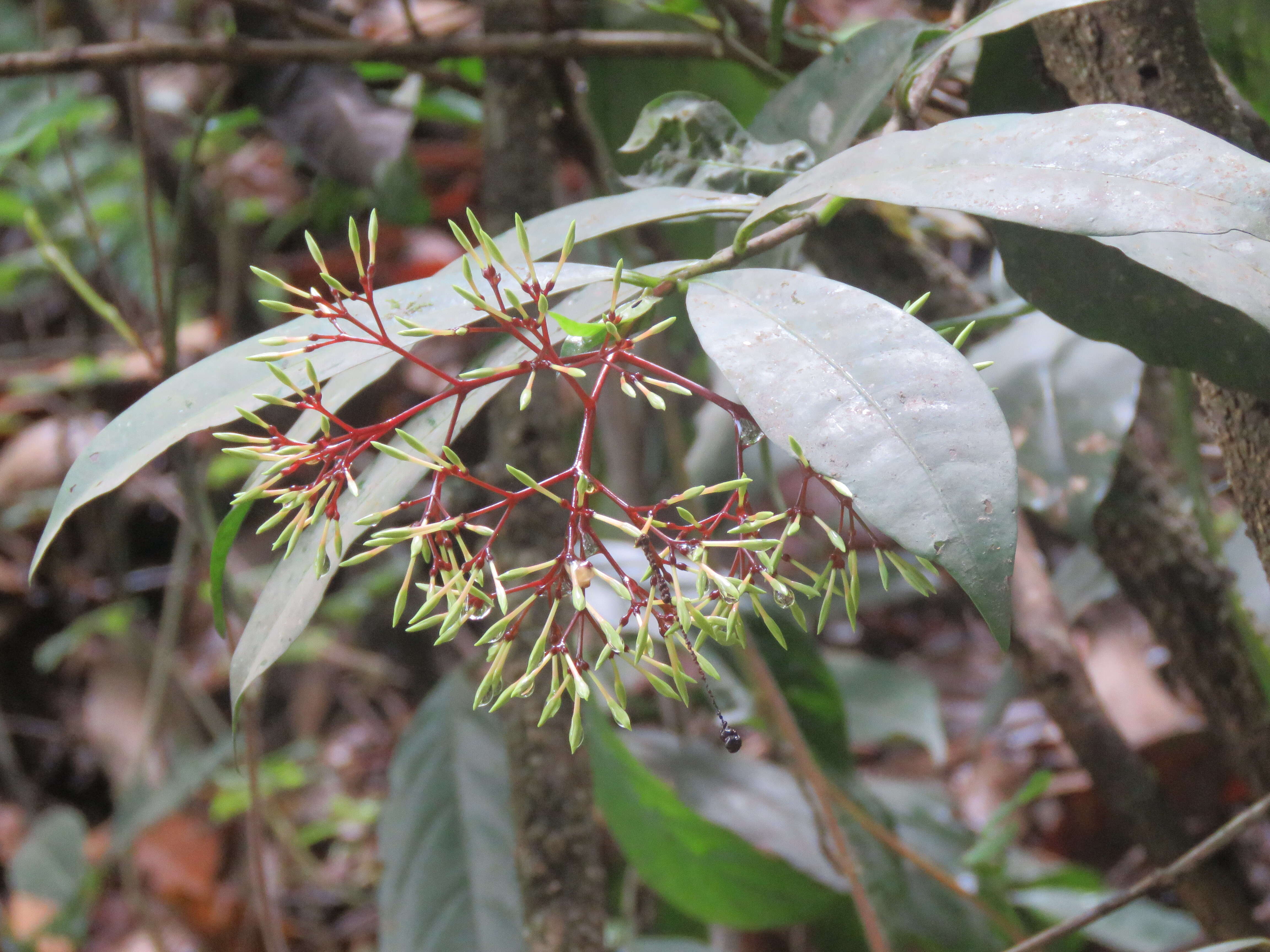 Image of Ixora nigricans R. Br. ex Wight & Arn.