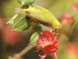 Image of Swinhoe's White-eye