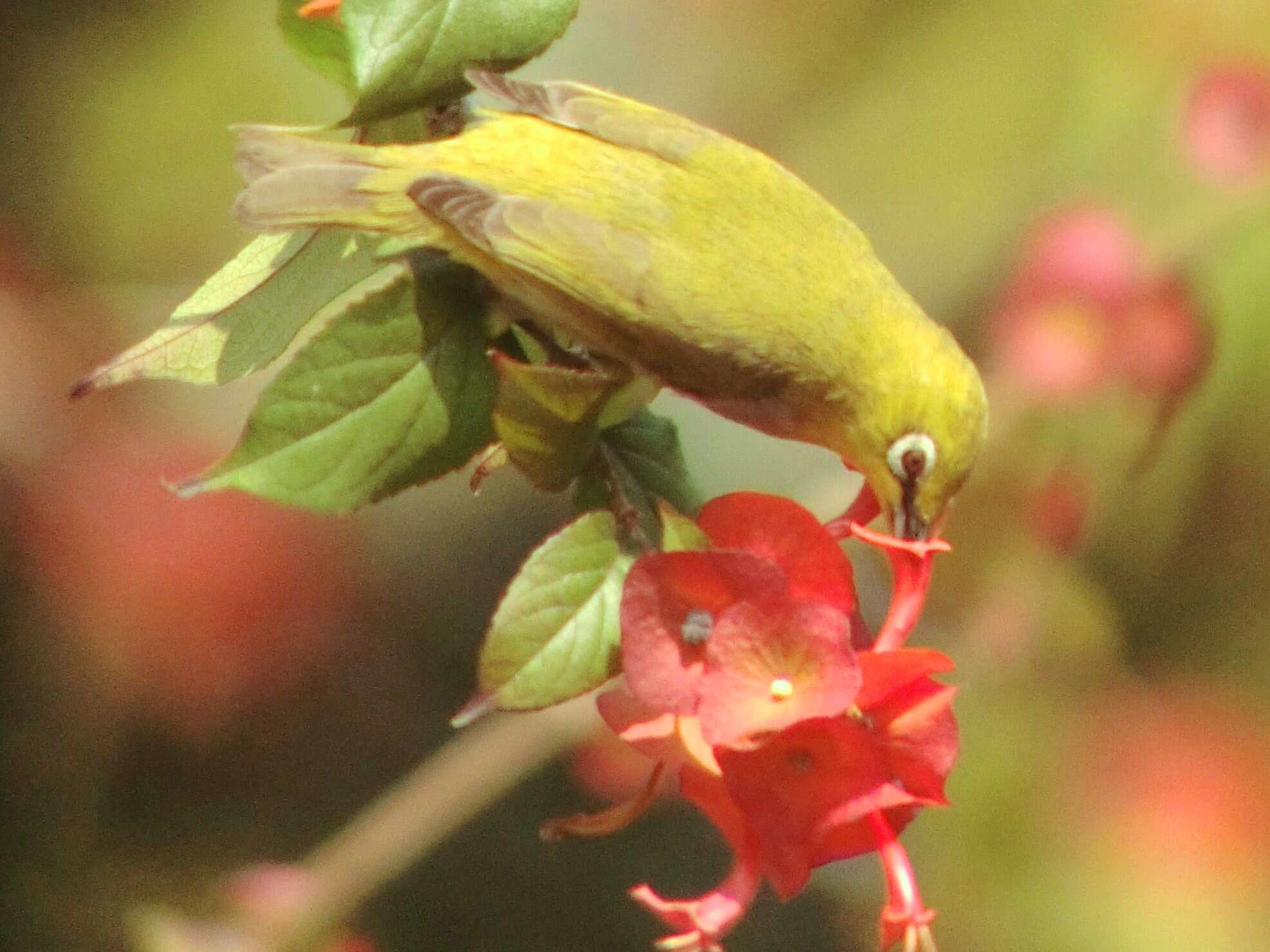 Image of Swinhoe's White-eye