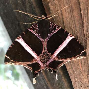 Image of Coronidia orithea Cramer