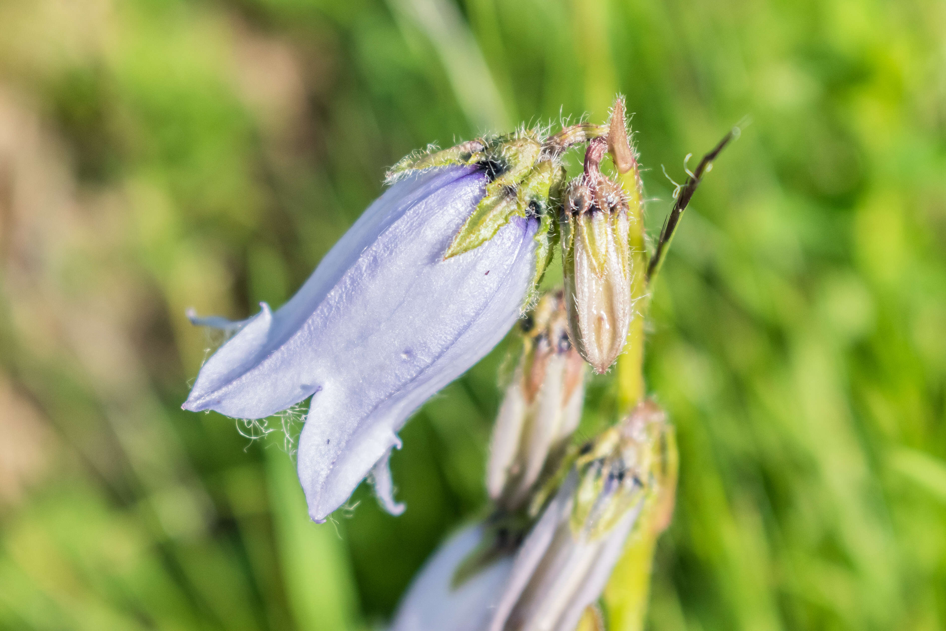 Image of Bearded Bellflower