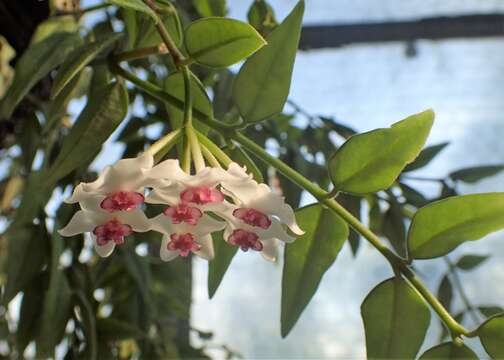 Image of Hoya lanceolata subsp. bella (Hook.) D. H. Kent