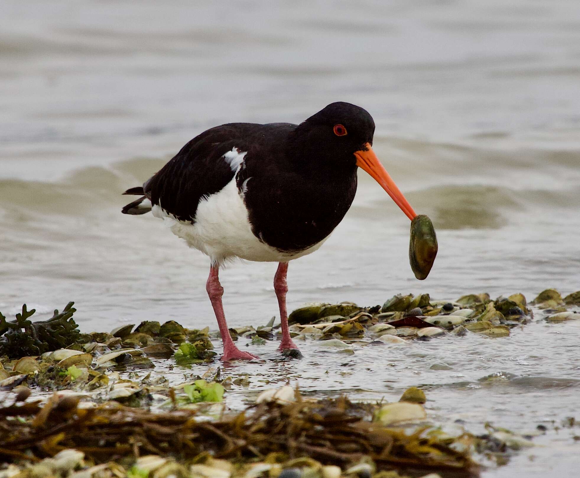 Image of South Island Oystercatcher