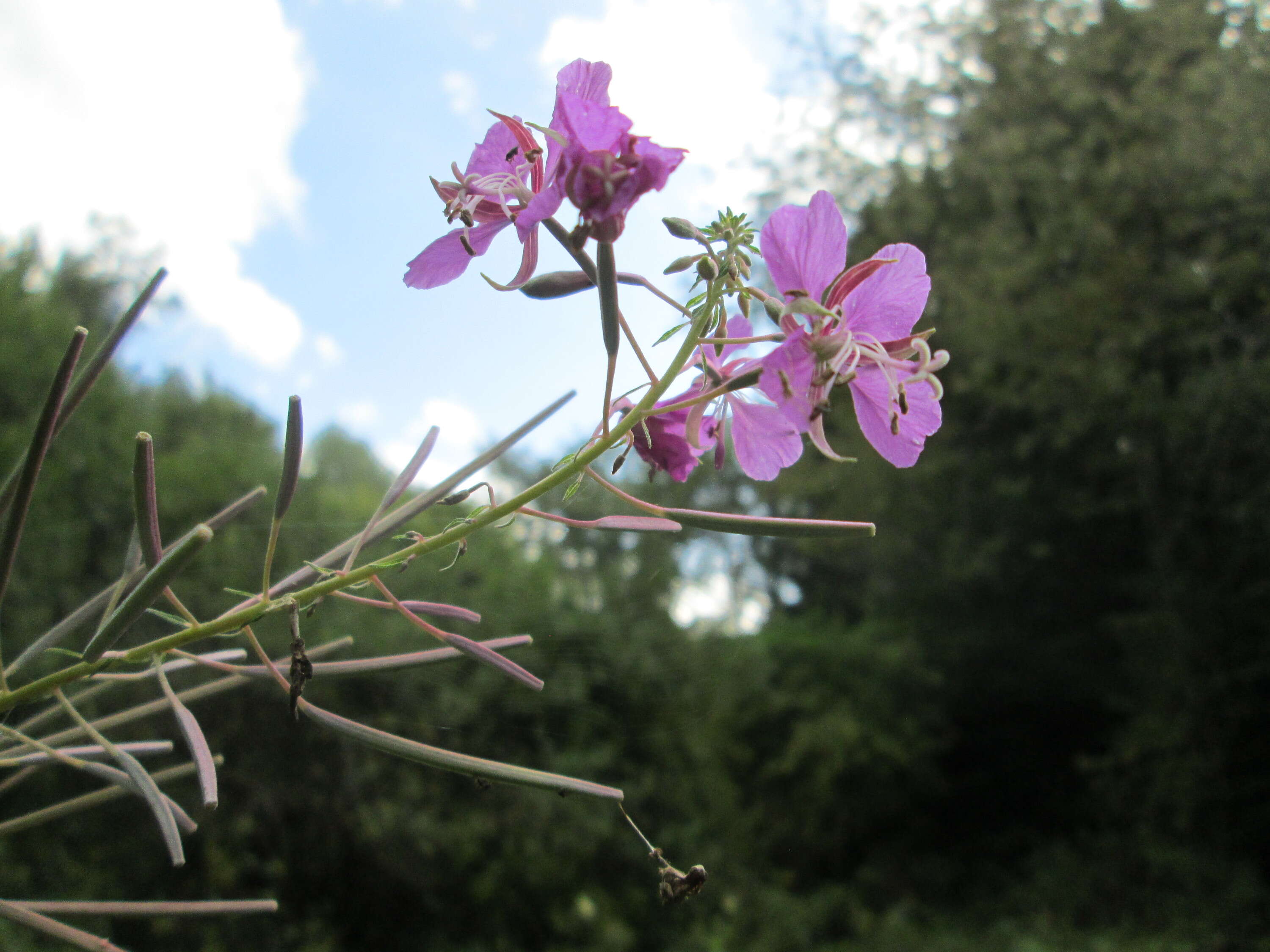 Image of Narrow-Leaf Fireweed