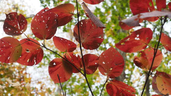 Imagem de Viburnum furcatum Bl. ex Hook. fil. & Thoms.