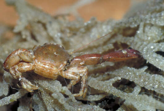 Image of common porcelain crab