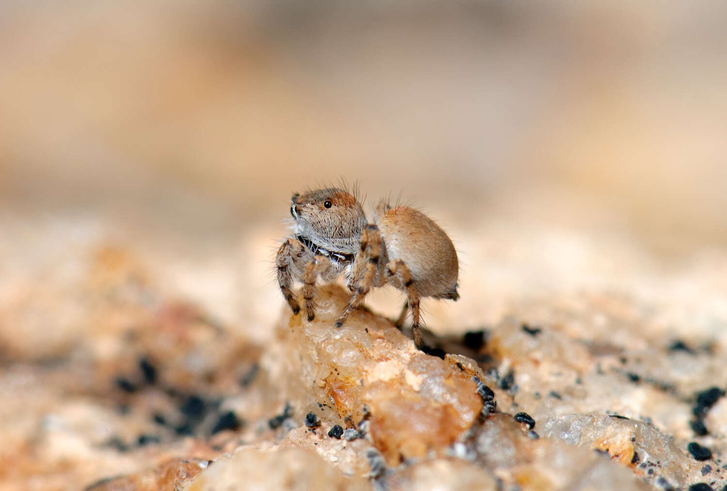 Image of Habronattus ustulatus (Griswold 1979)