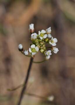 Image of Mouse-ear Cress