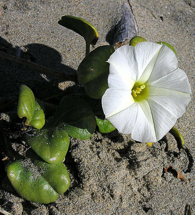 Image of beach morning-glory