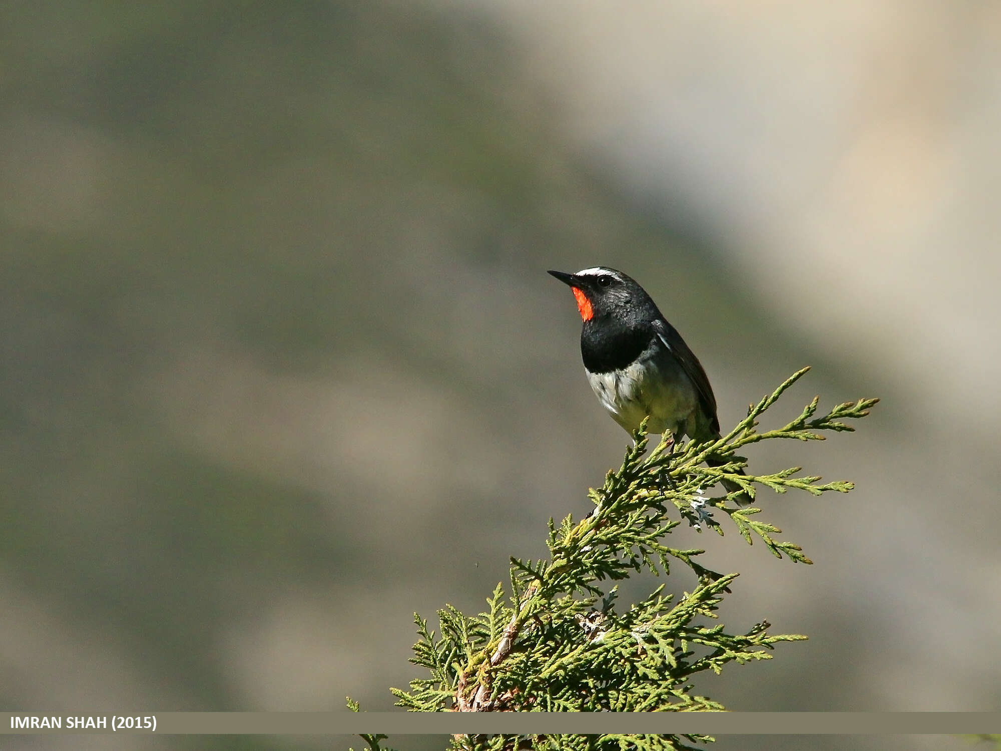 Image of Himalayan Rubythroat