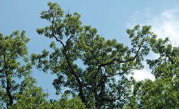 Image of oak