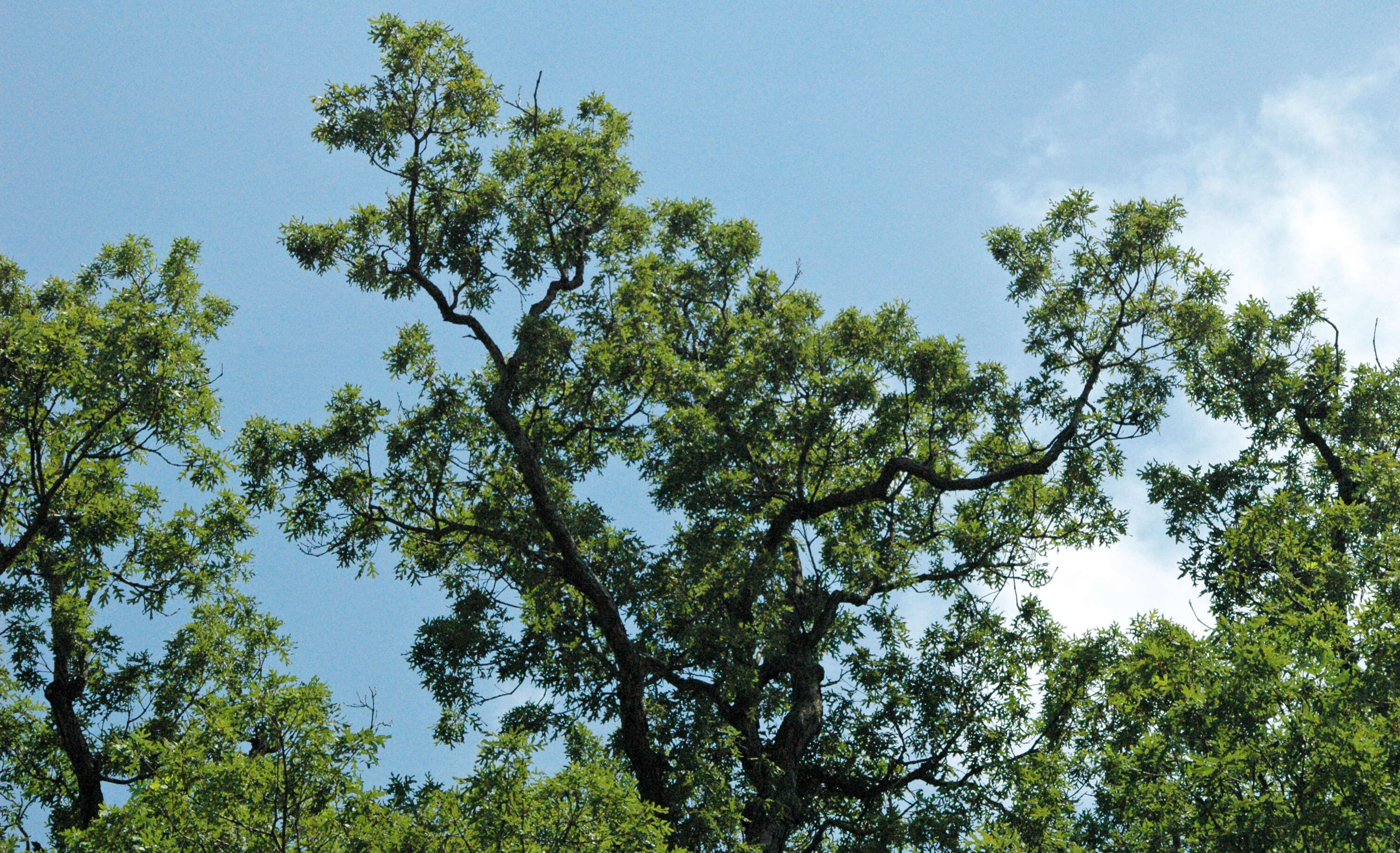 Image of oak