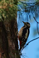 Image of Great Spotted Woodpecker