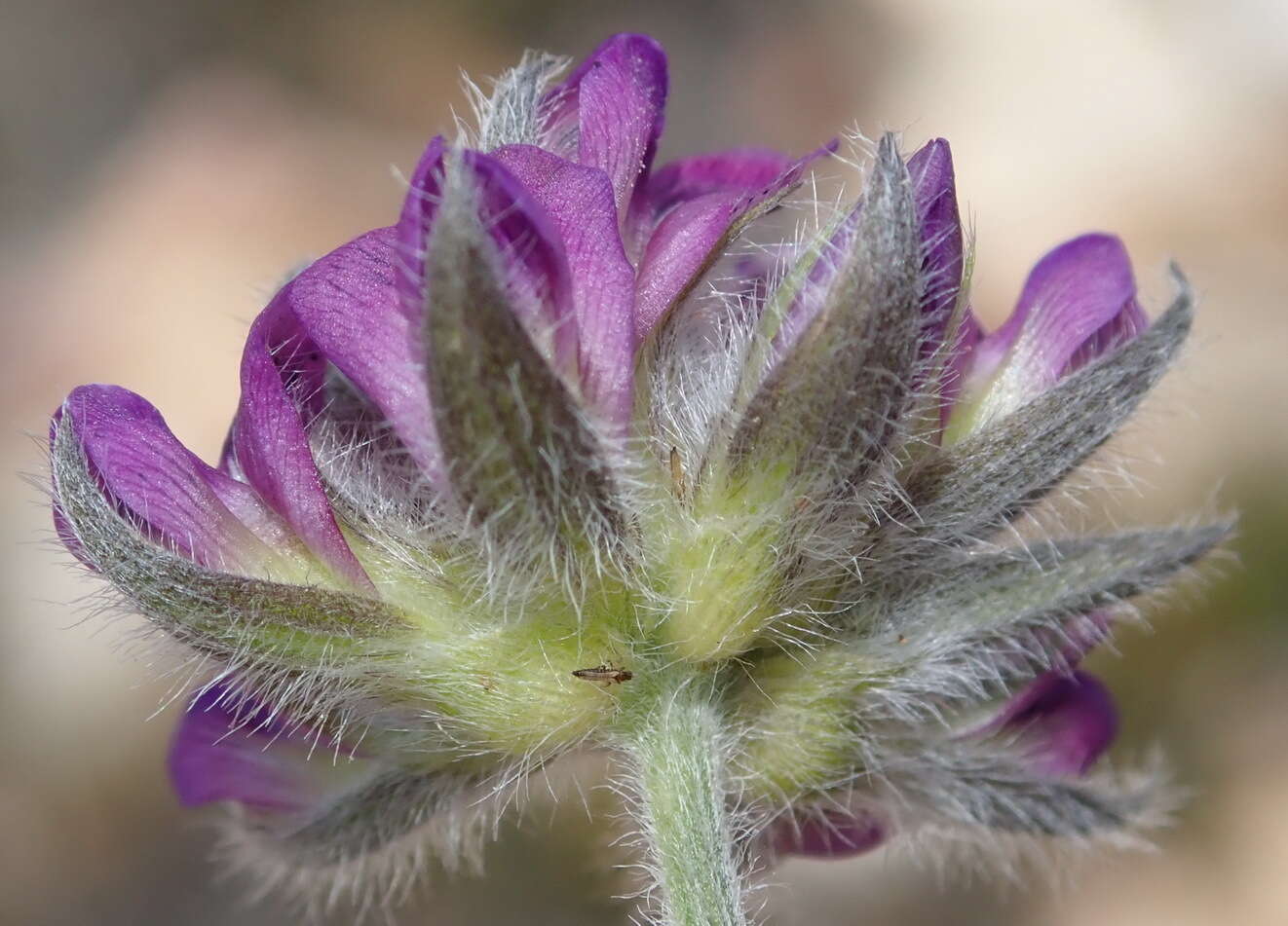 Image of Otholobium swartbergense C. H. Stirt.