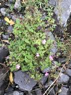 Imagem de Geranium robertianum L.