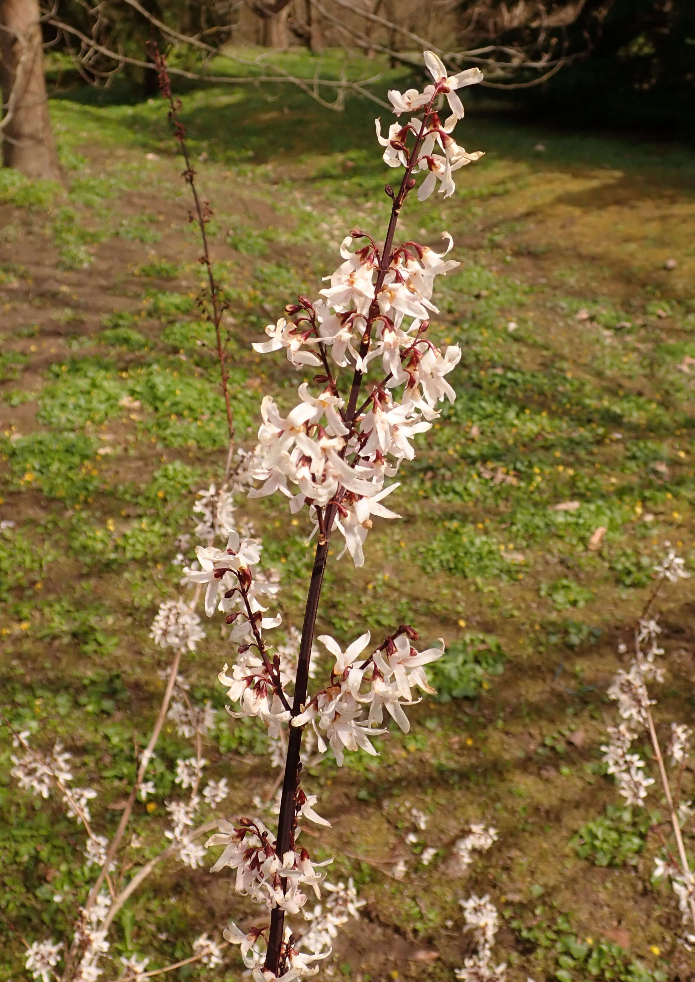 Image of Korean abeliophyllum