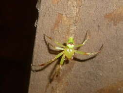 Image of Araneus bonsallae (McCook 1894)