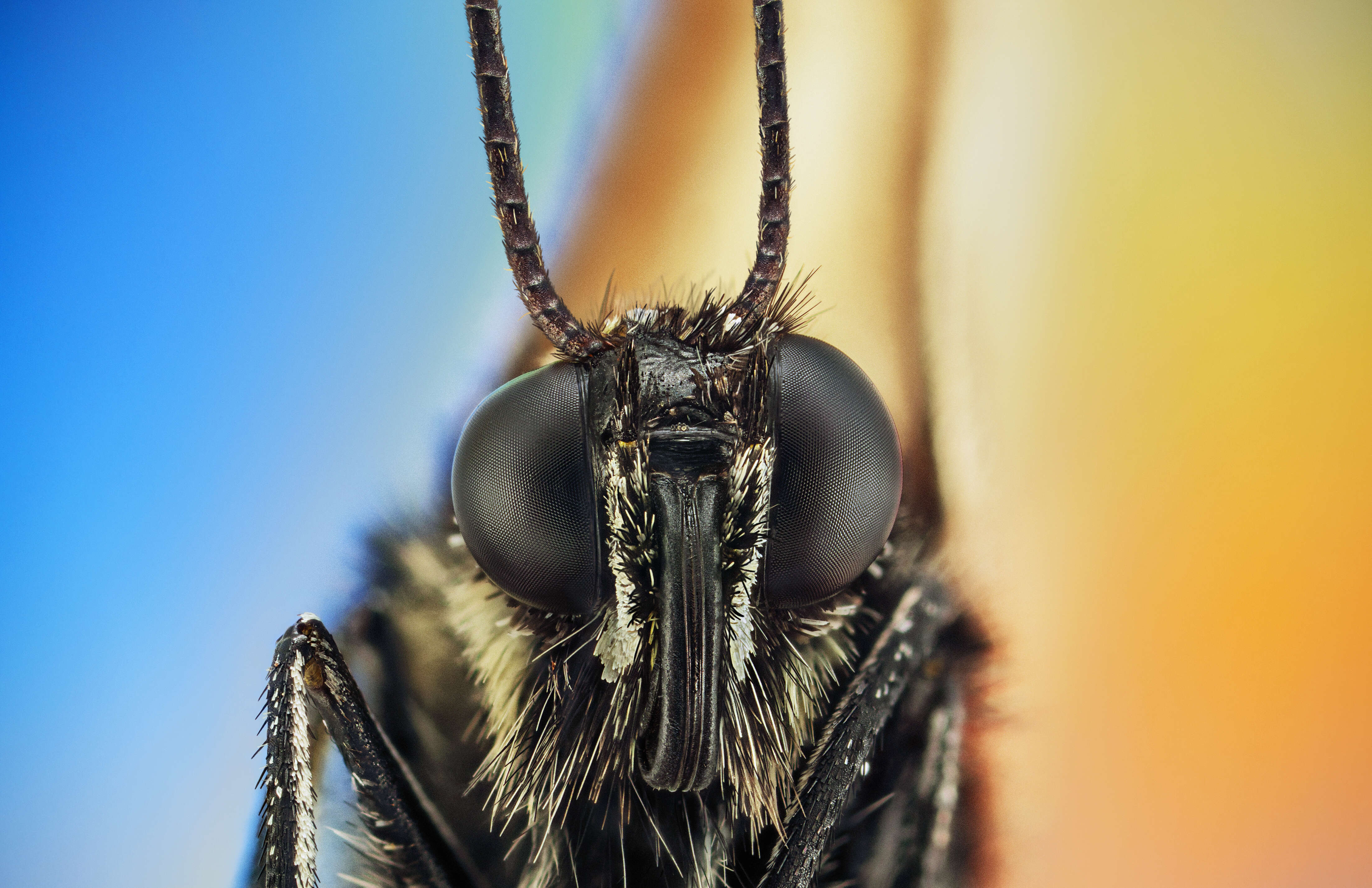 Image of Black-veined White