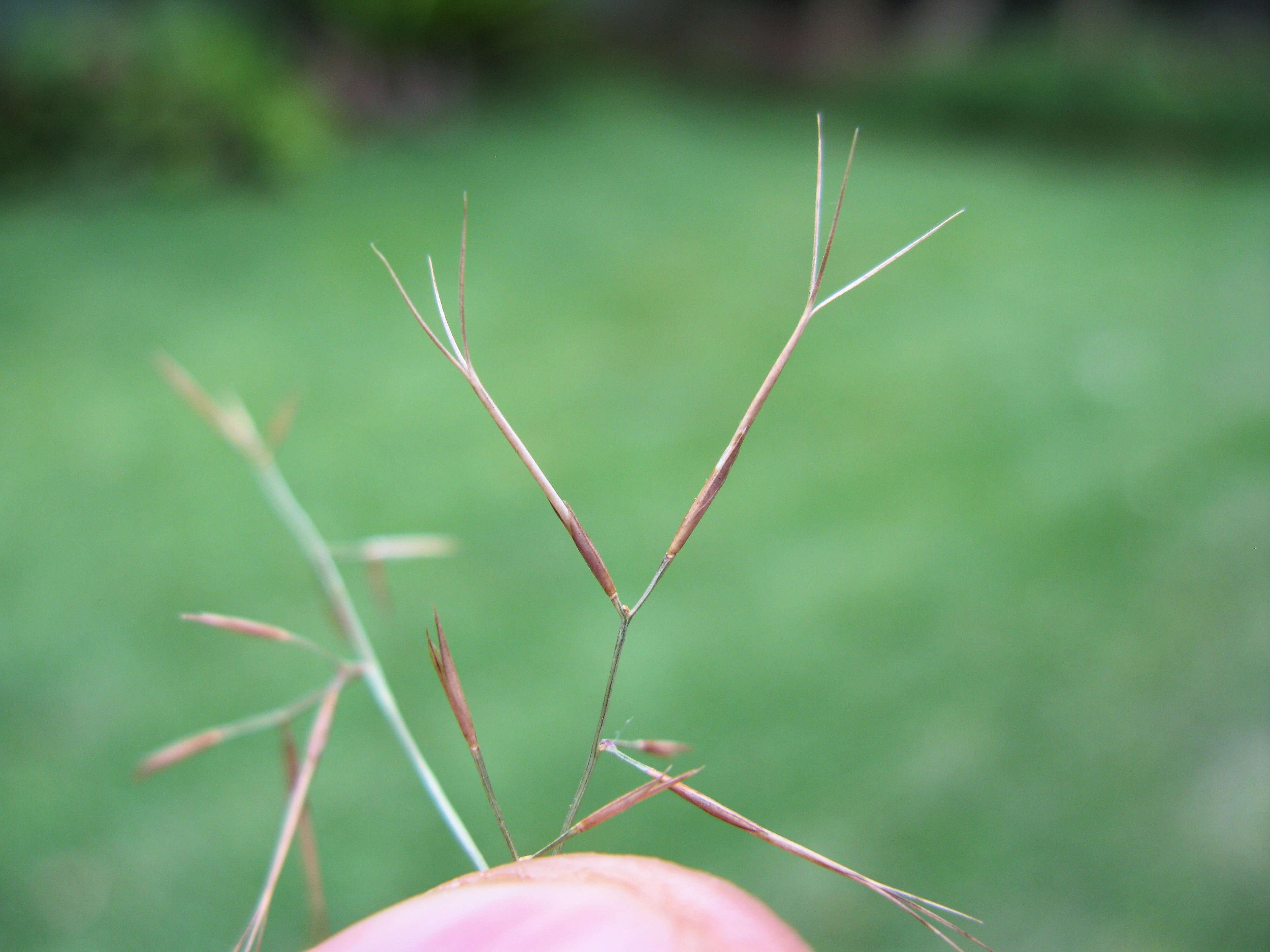 Слика од Aristida vagans Cav.