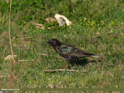 Image of Sturnus Linnaeus 1758