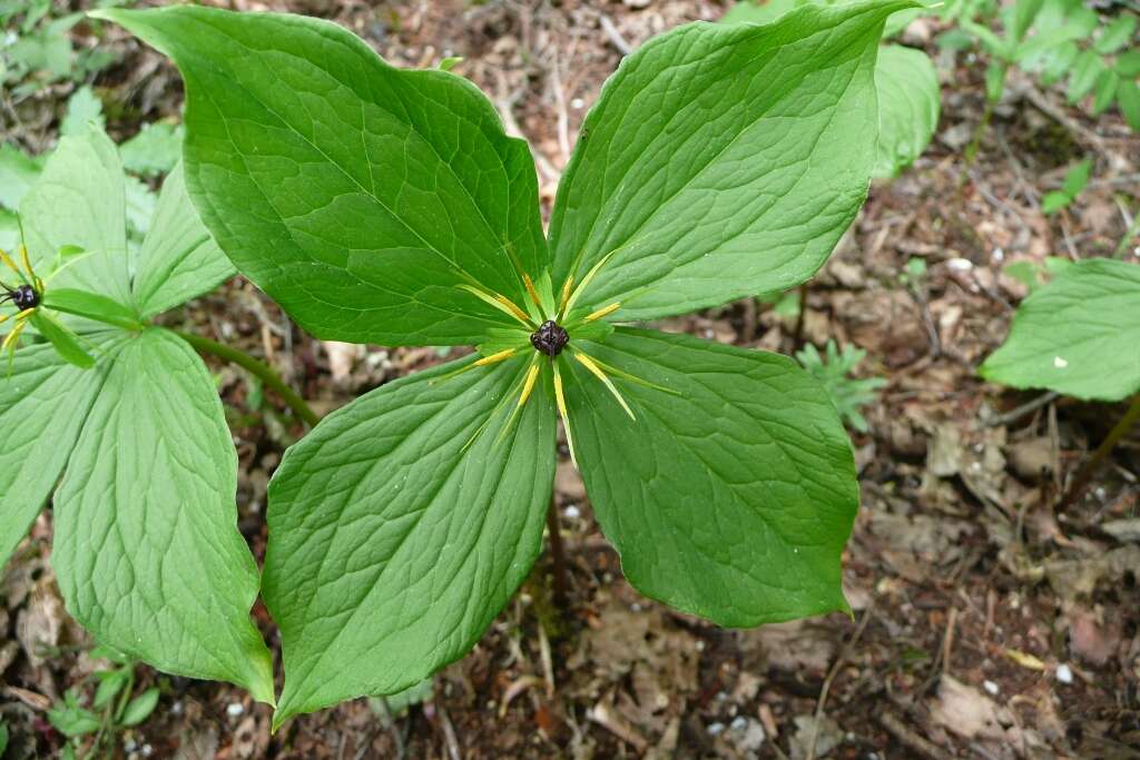 Image of herb Paris