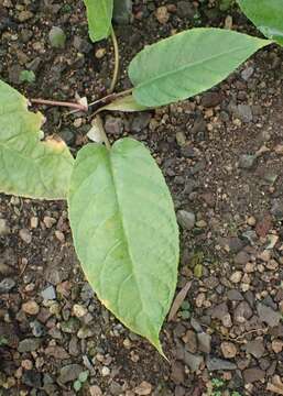 Image of Dorstenia bahiensis Kl.