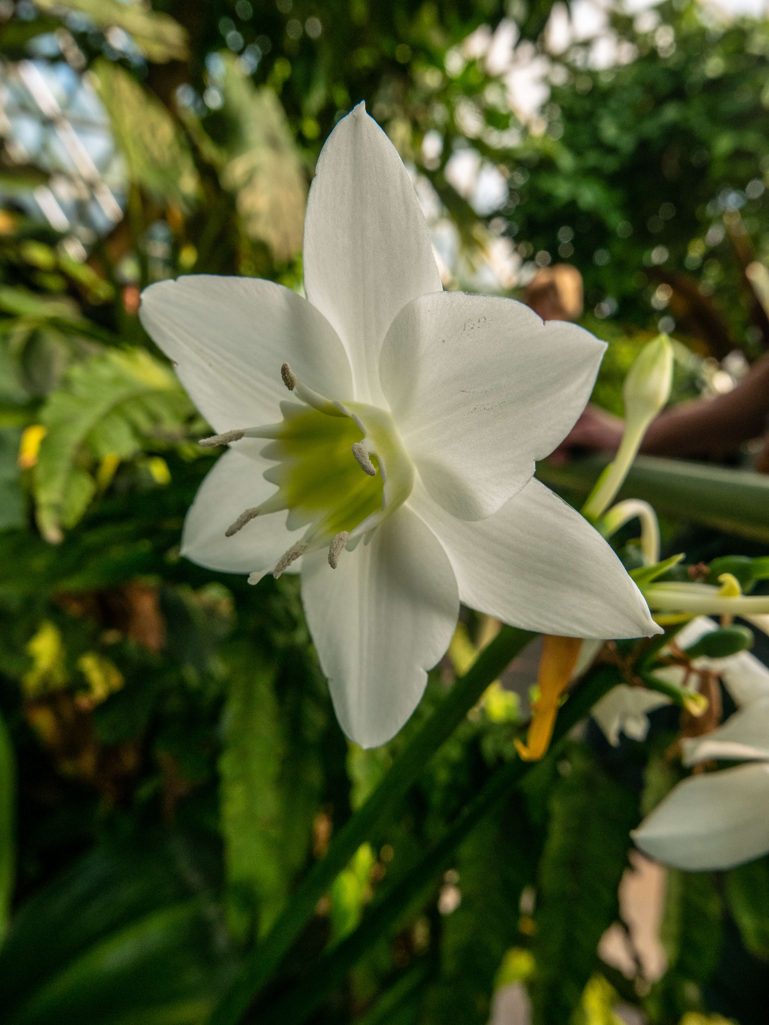 Image of Caladium lindenii (André) Madison