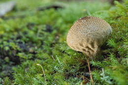 Imagem de Lycoperdon perlatum Pers. 1796