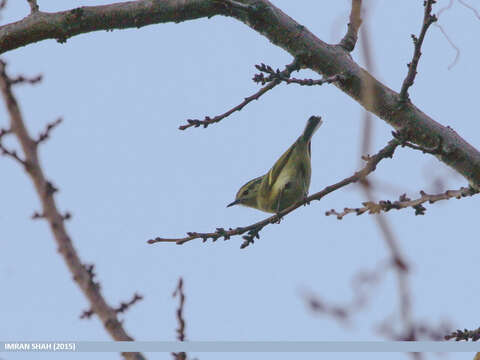 Plancia ëd Phylloscopus occipitalis (Blyth 1845)