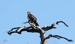 Image of Short-toed Eagle