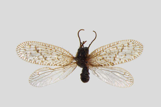 Image of Psectra diptera (Burmeister 1839)