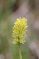 Plancia ëd Tofieldia calyculata (L.) Wahlenb.