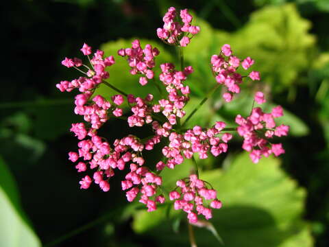 Image of burnet saxifrage